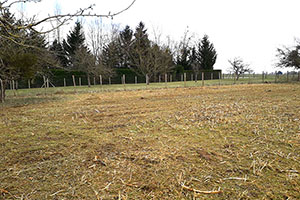 Coupe haie de lauriers