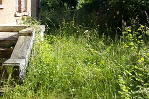 Renovation jardin